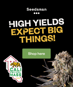 Seedsman Cali Critical Mass